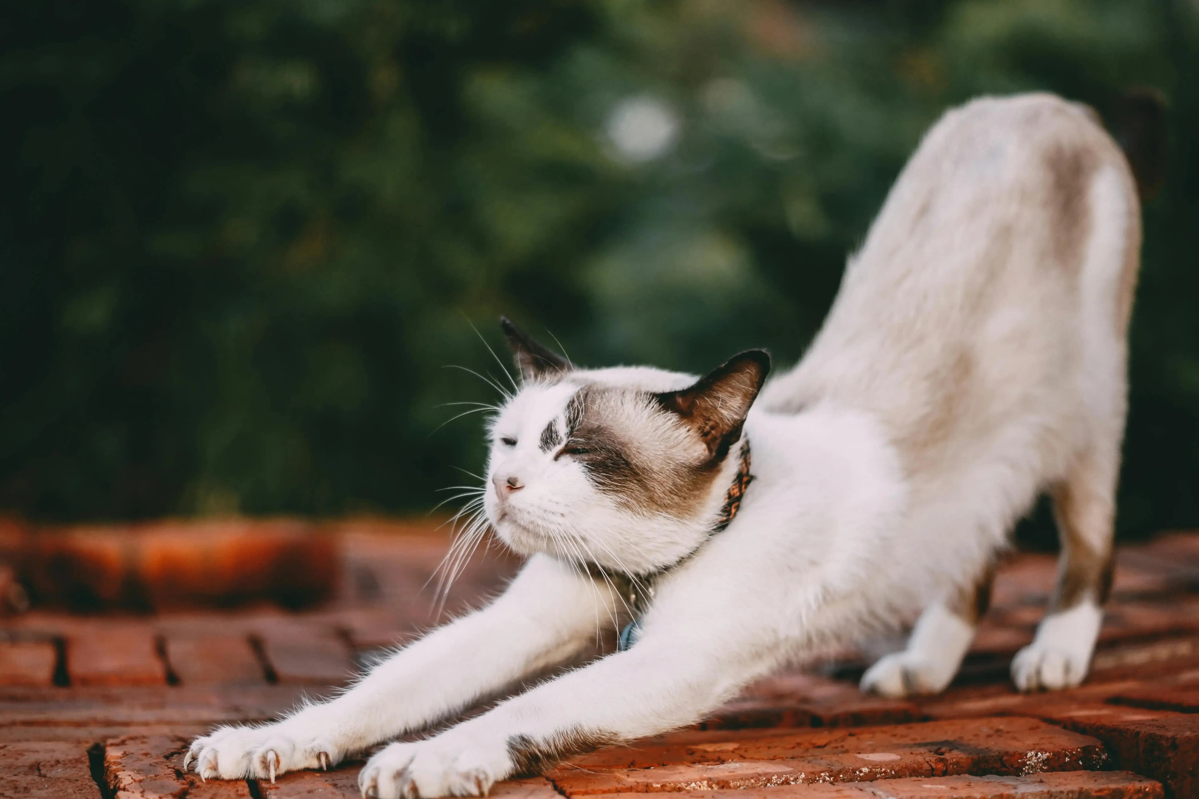 Cat stretching