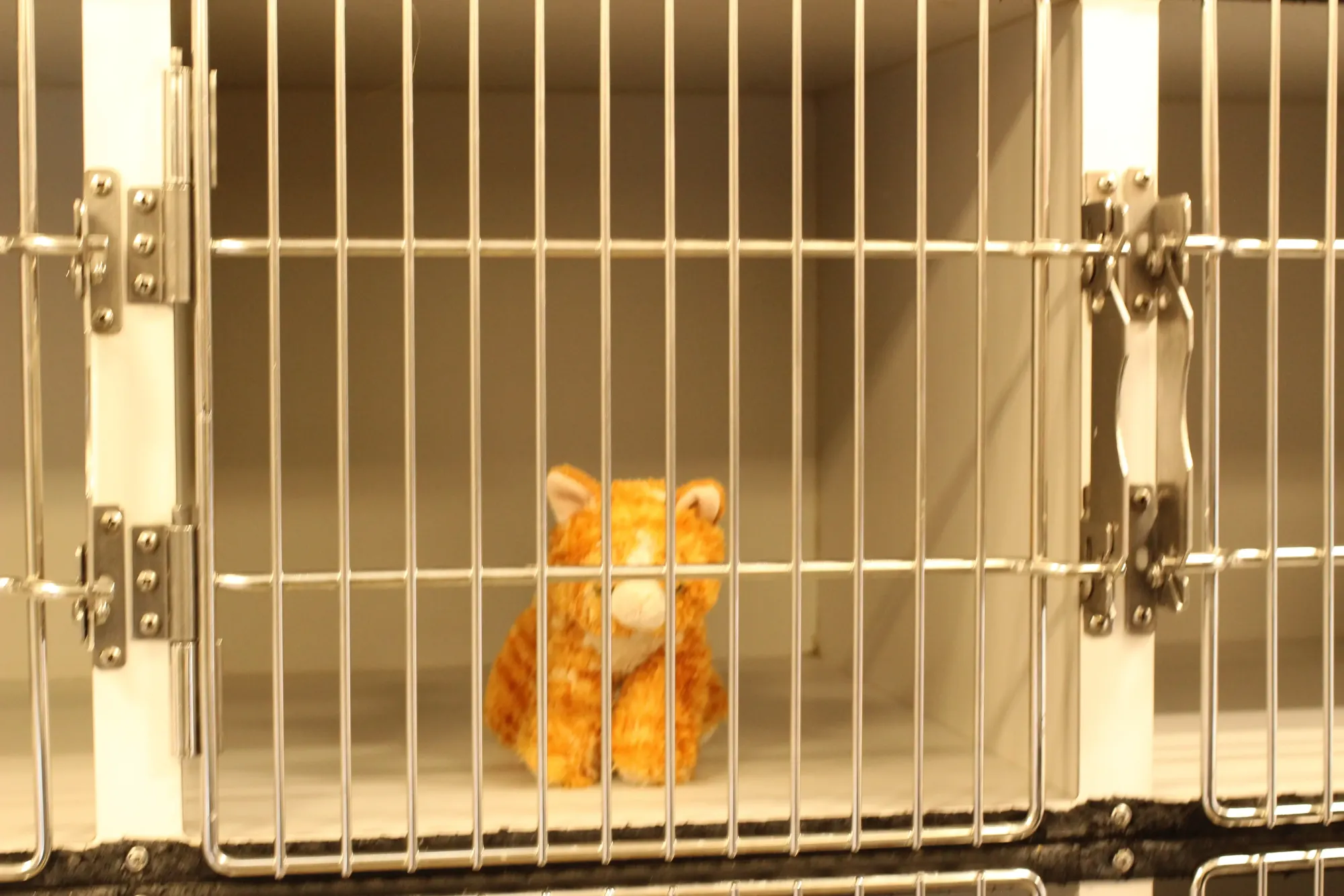 Cozy cat area in mobile clinic